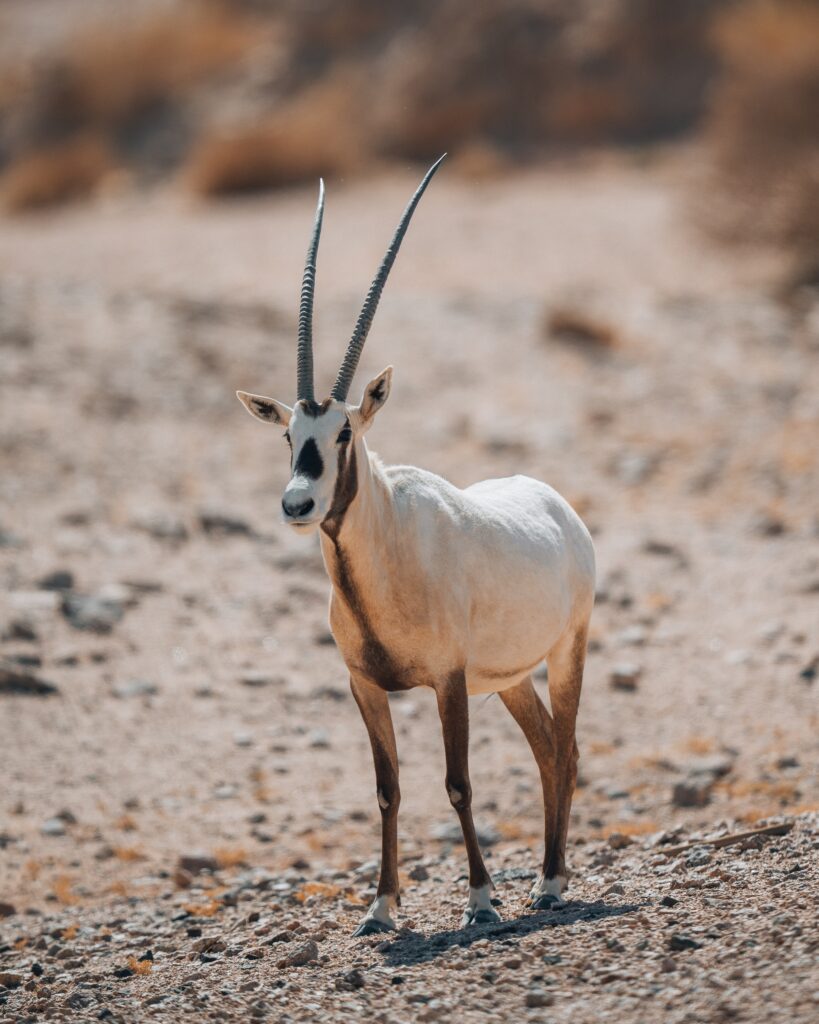 Antelope