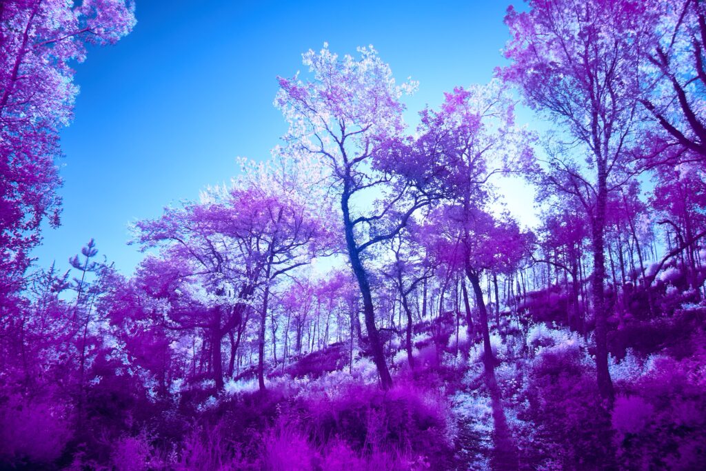 Infrared Trees