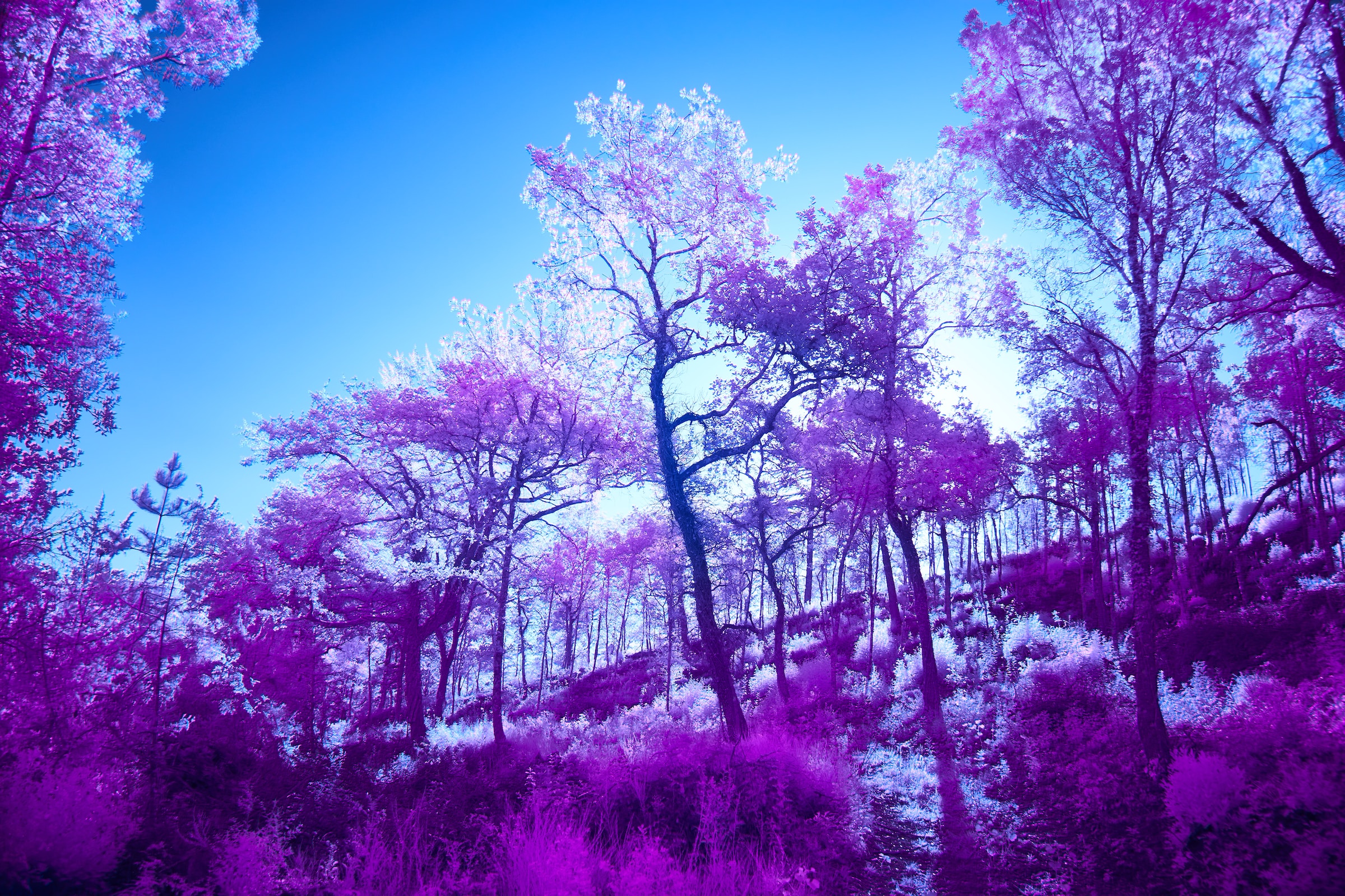 Infrared Trees